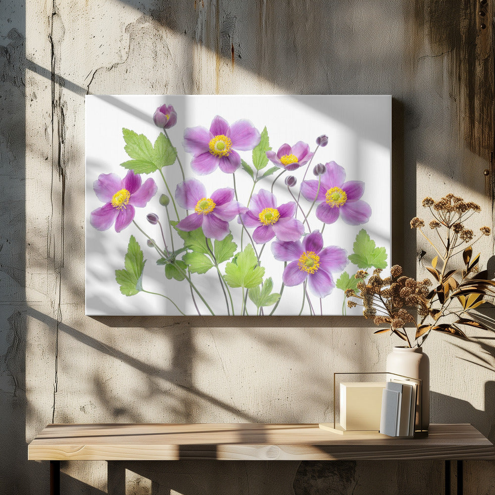 Anemone 'Hadspen Abundance' | Canvas