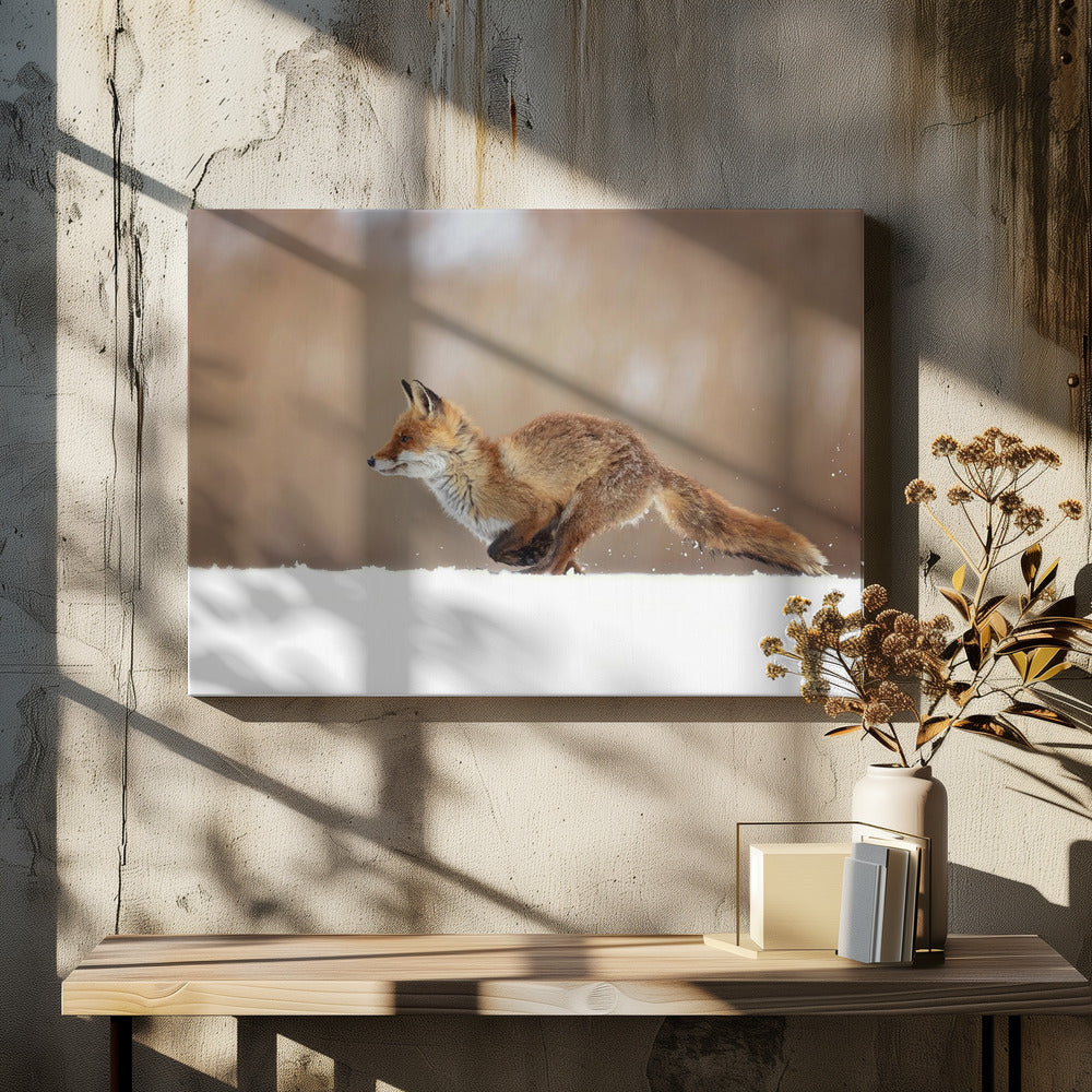 Red Fox | Canvas