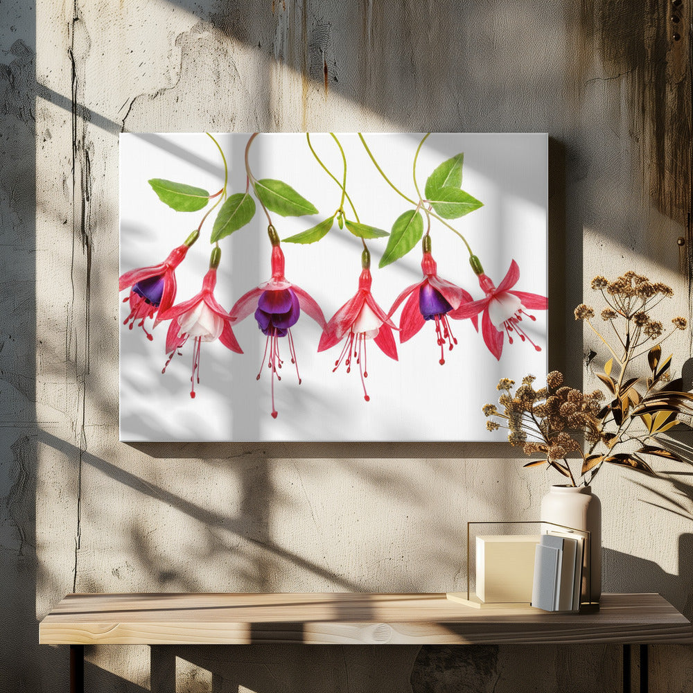 .Fuchsia. | Canvas