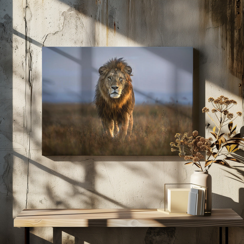 Lion Close Up | Canvas
