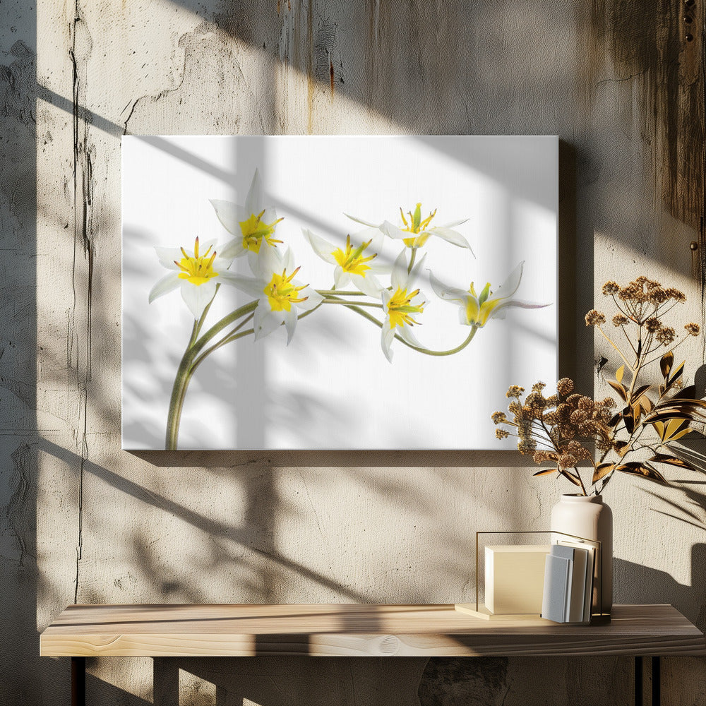 Tulipa Tarda | Canvas
