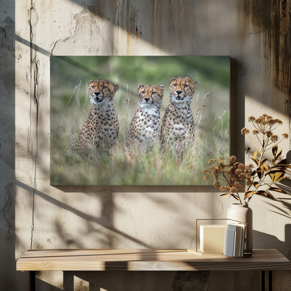 Cheetah cubs | Canvas
