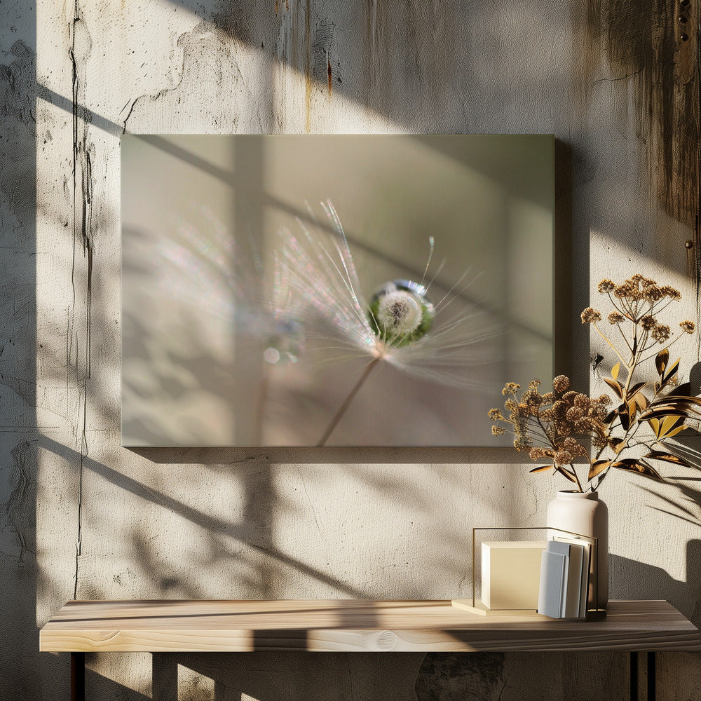 Star of dandelion | Canvas