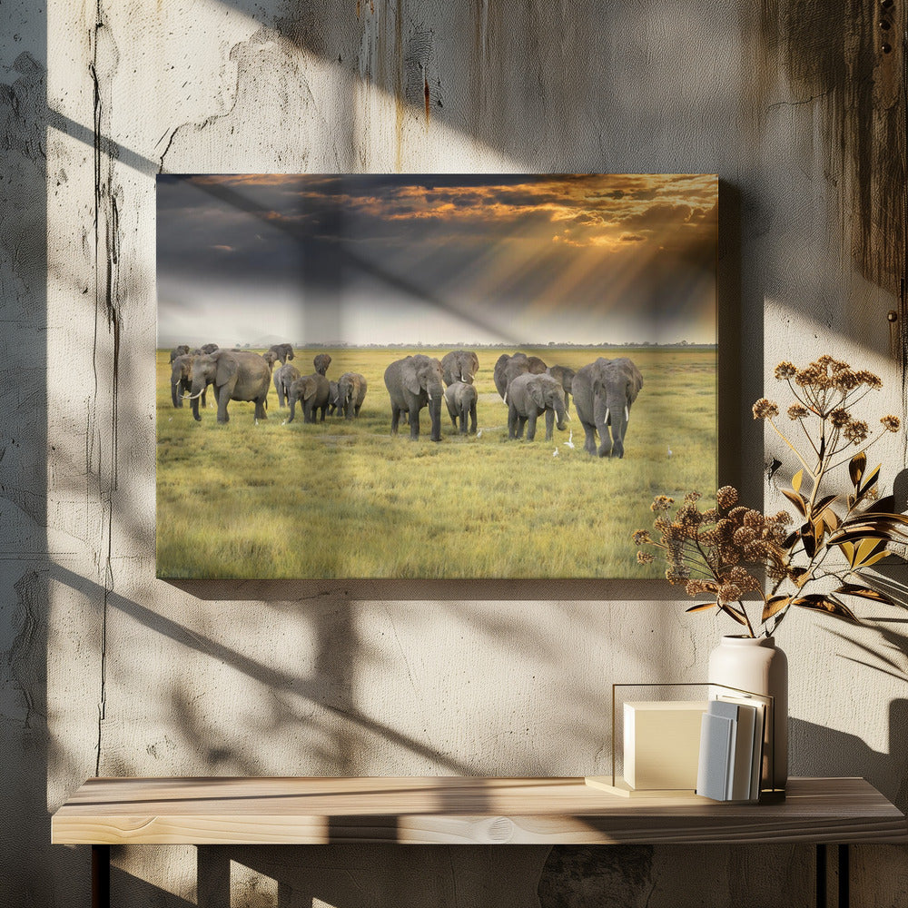 For the love of elephants | Canvas