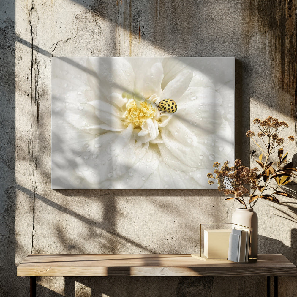 Dewdrops are the GEMS of morning | Canvas