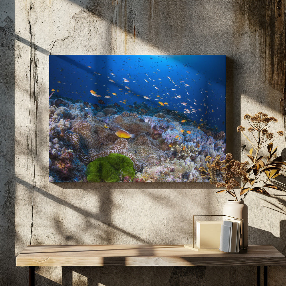 Anemon and Anthias | Canvas