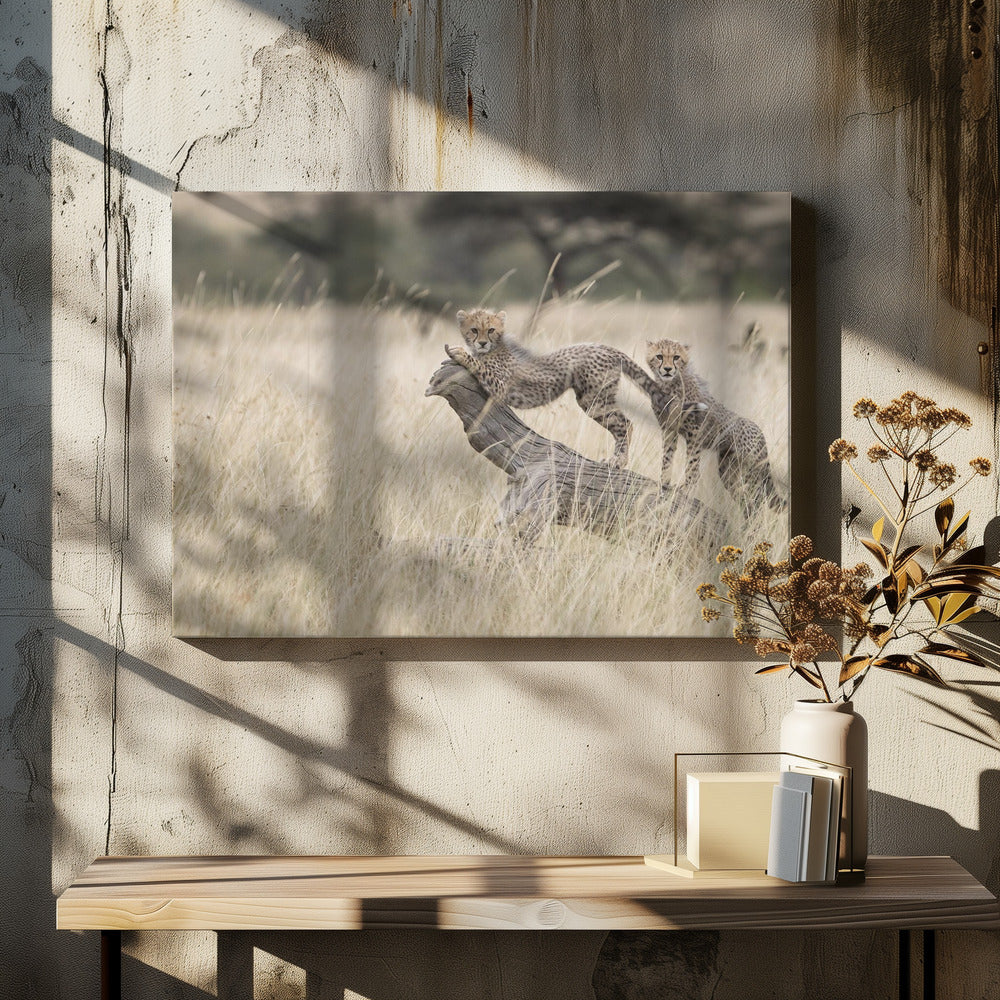 Curious Kitties | Canvas