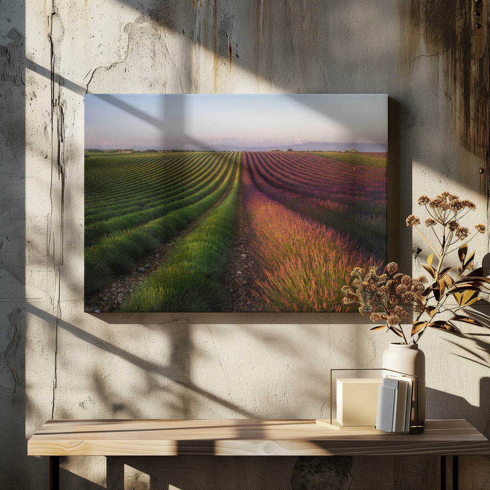 Field of lavender | Canvas