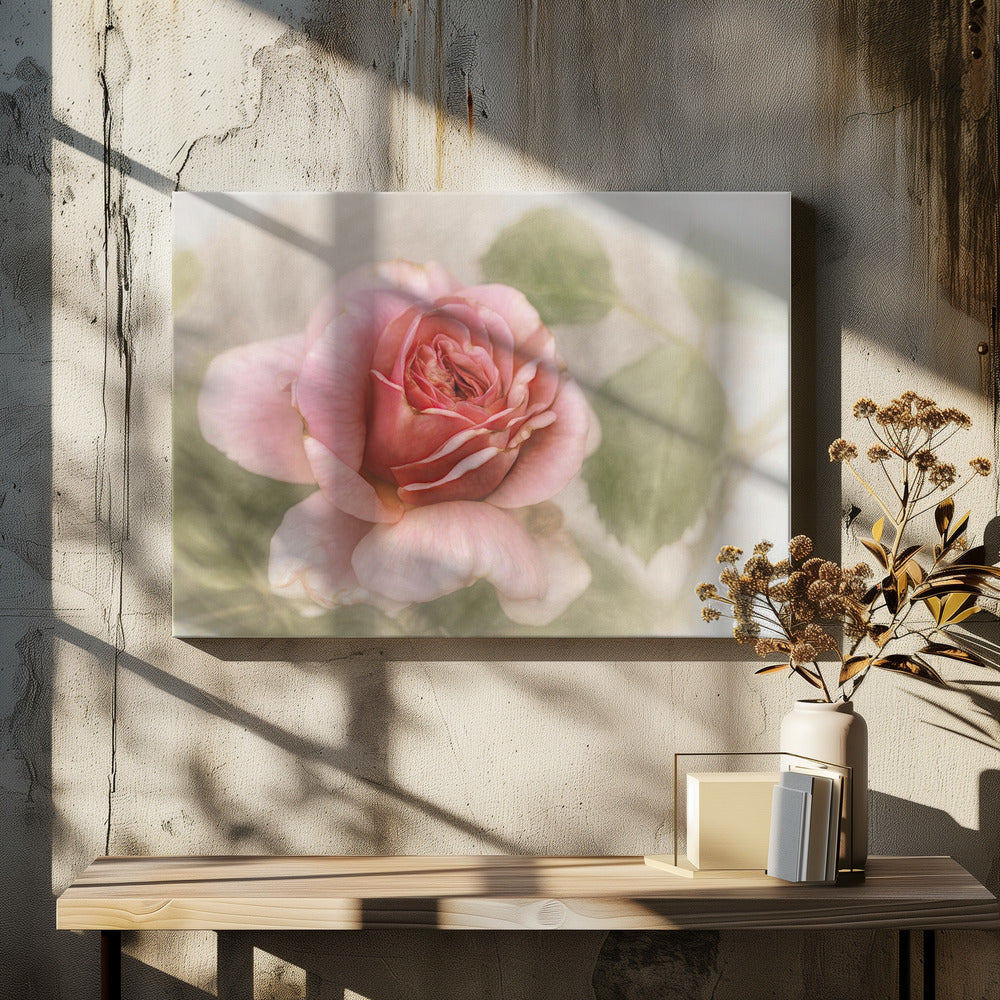smooth rose | Canvas
