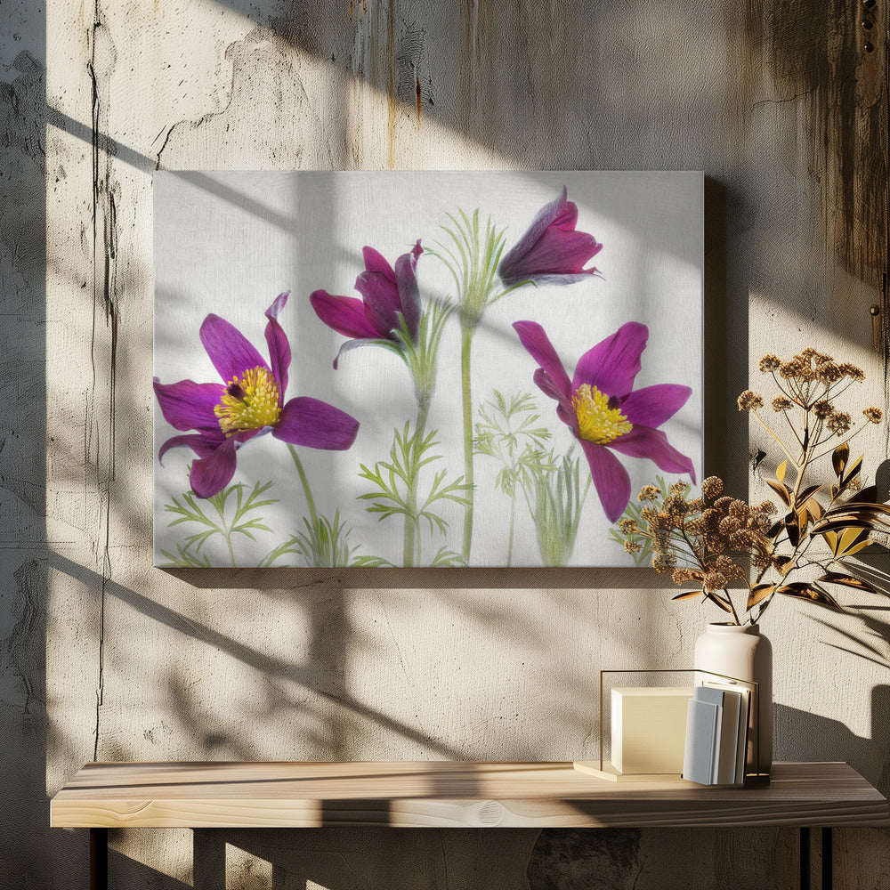 Pulsatilla | Canvas