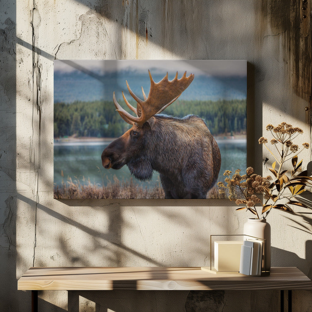 Moose | Canvas