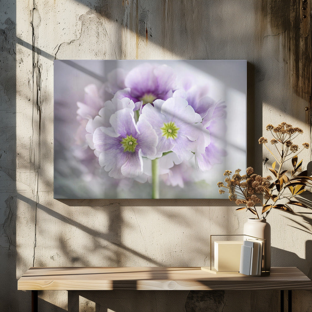 Primula | Canvas