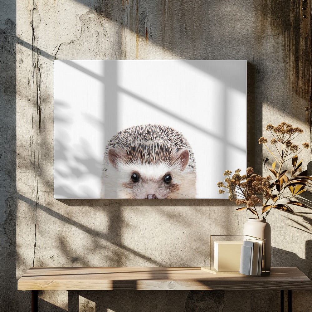 Peeking Hedgehog | Canvas