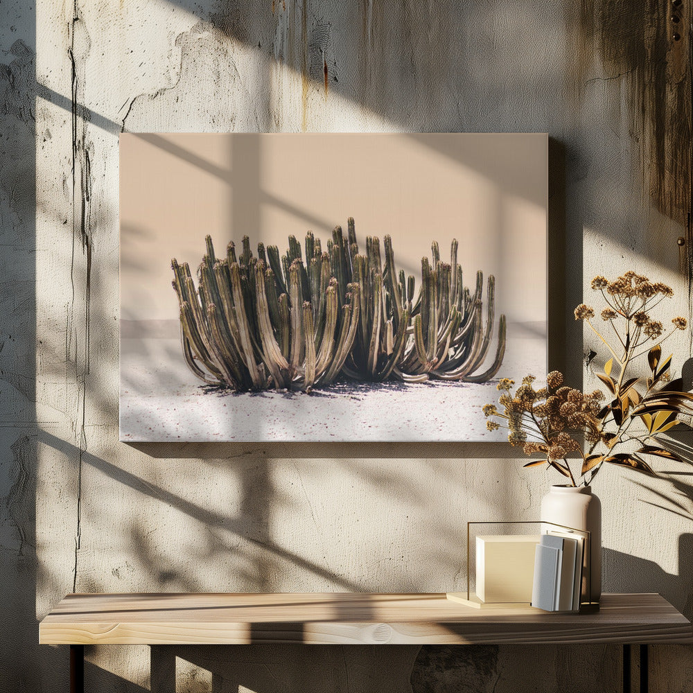 Peach Sky Cactus | Canvas