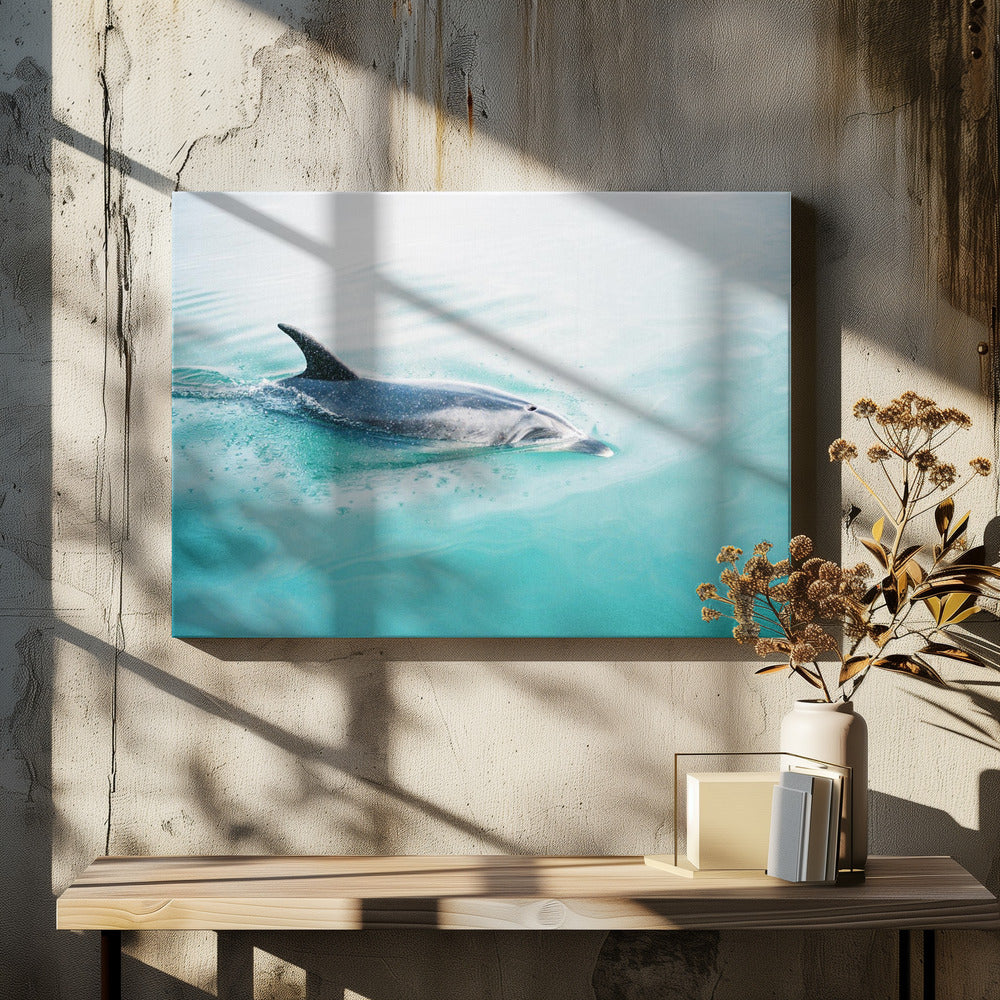 Dolphin N.Z. Northern | Canvas
