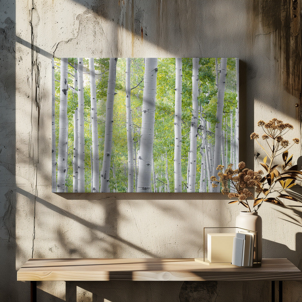Birch Forest | Canvas