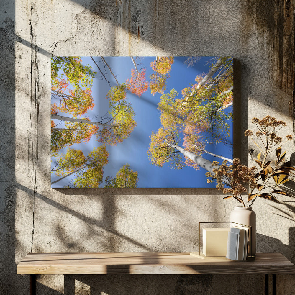 Autumn Birchs | Canvas