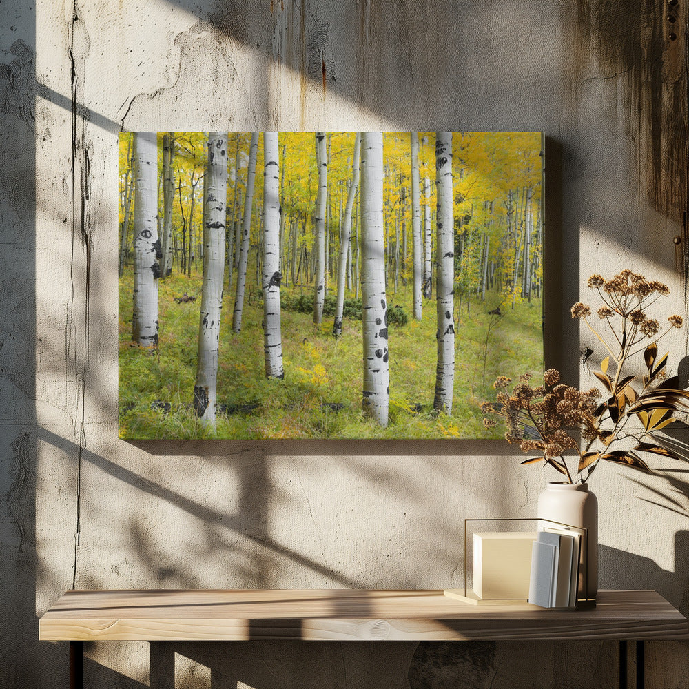Yellow Birchs | Canvas