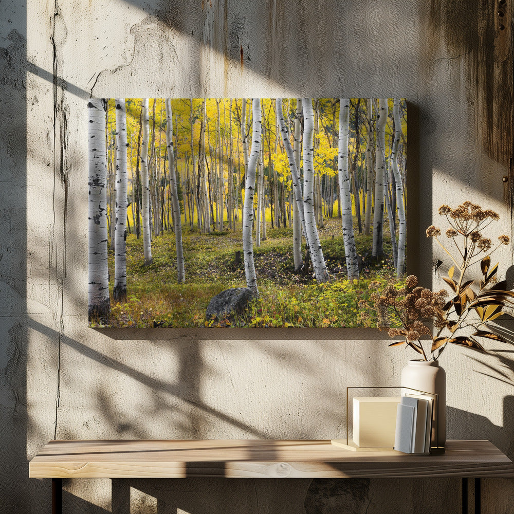 Autumn Birchs | Canvas