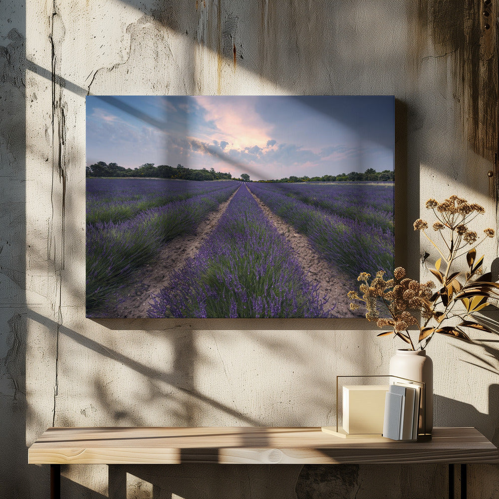 Blue Lavender | Canvas
