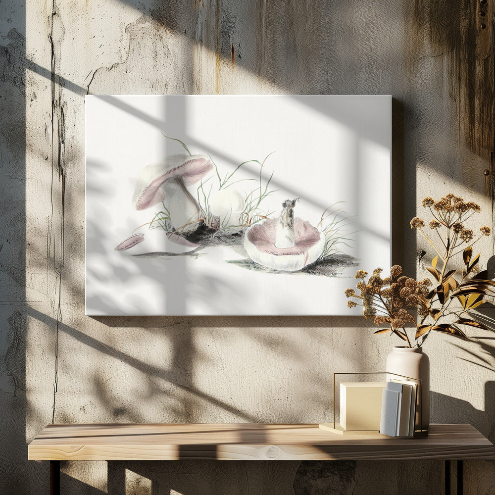 Hand Drawn Field Mushroom | Canvas
