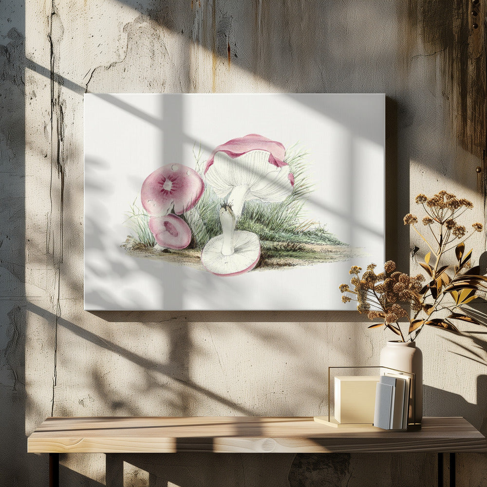 Vintage Russula Emetica Mushroom | Canvas