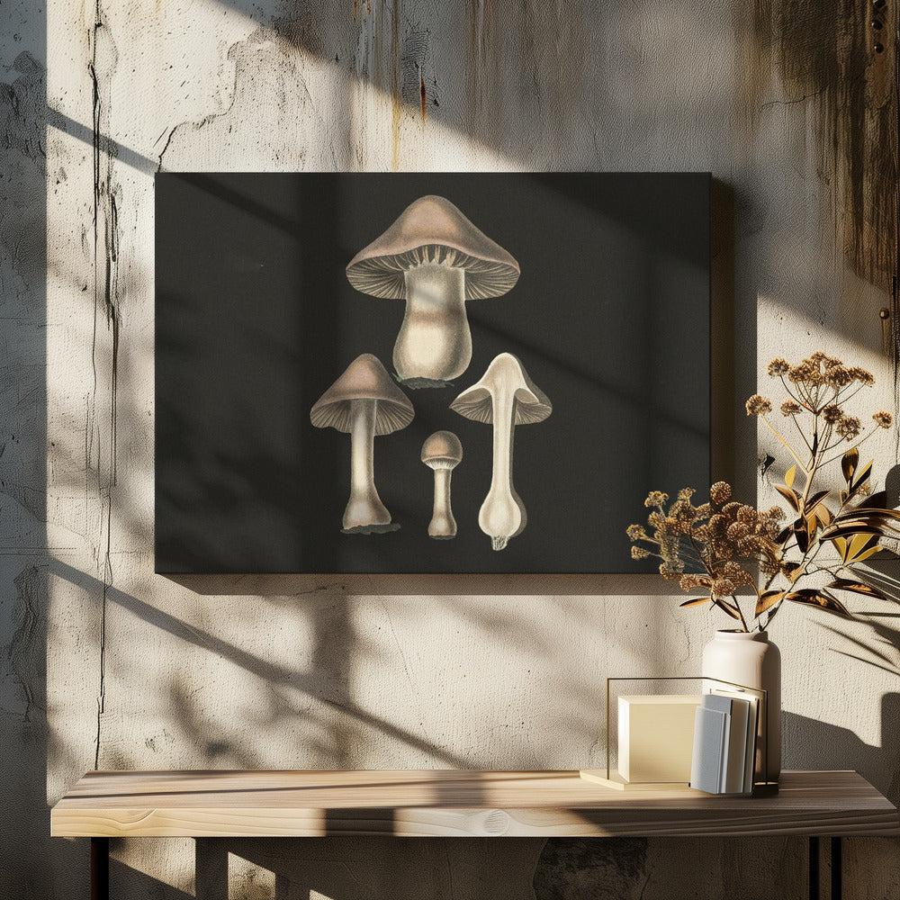 Agaricus Bulbosus  Dark Background | Canvas