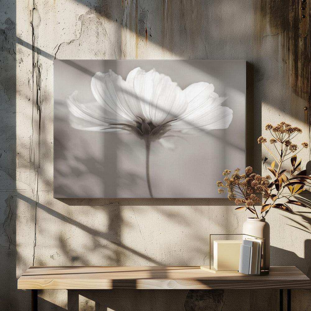 Cosmos | Canvas