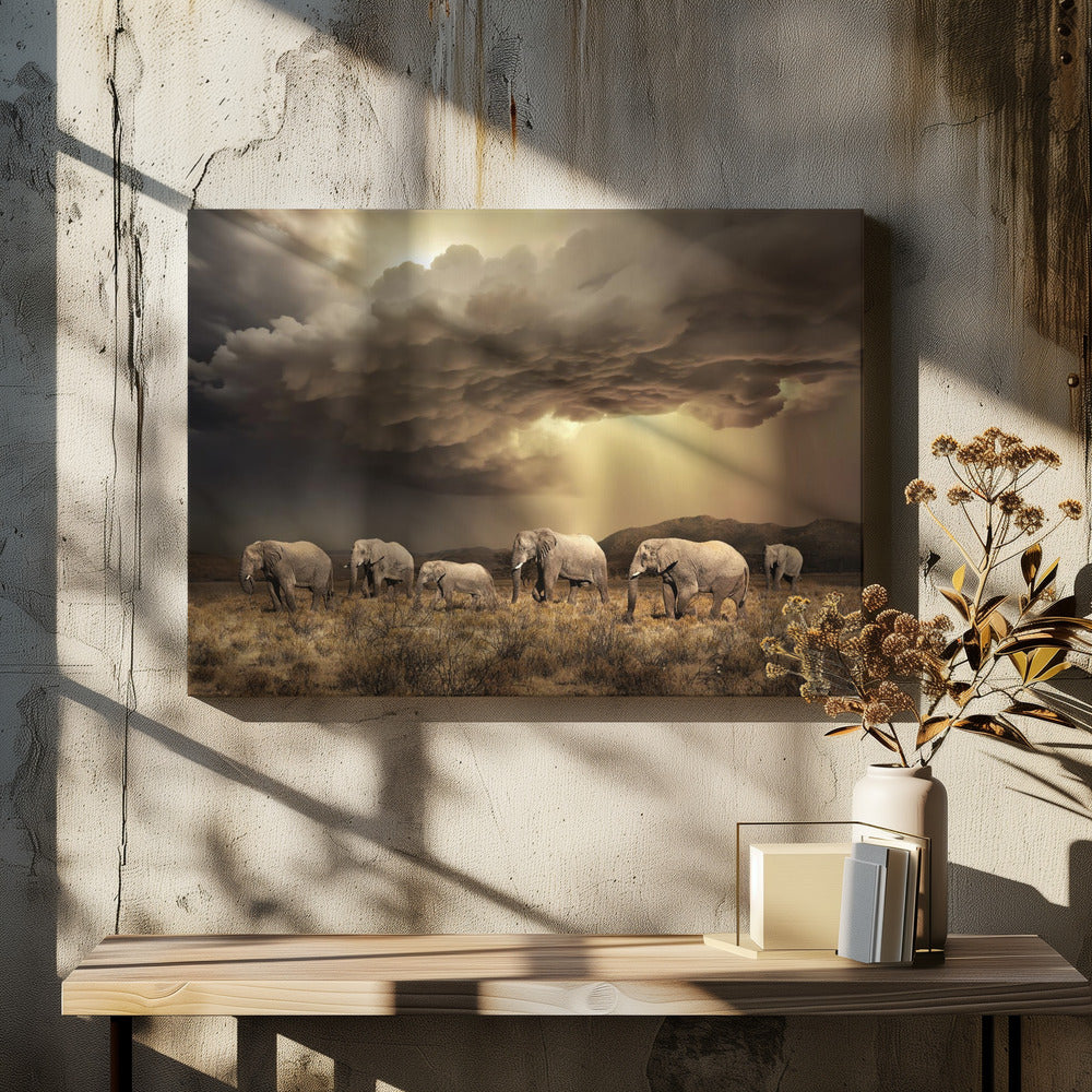 FreeElephants | Canvas