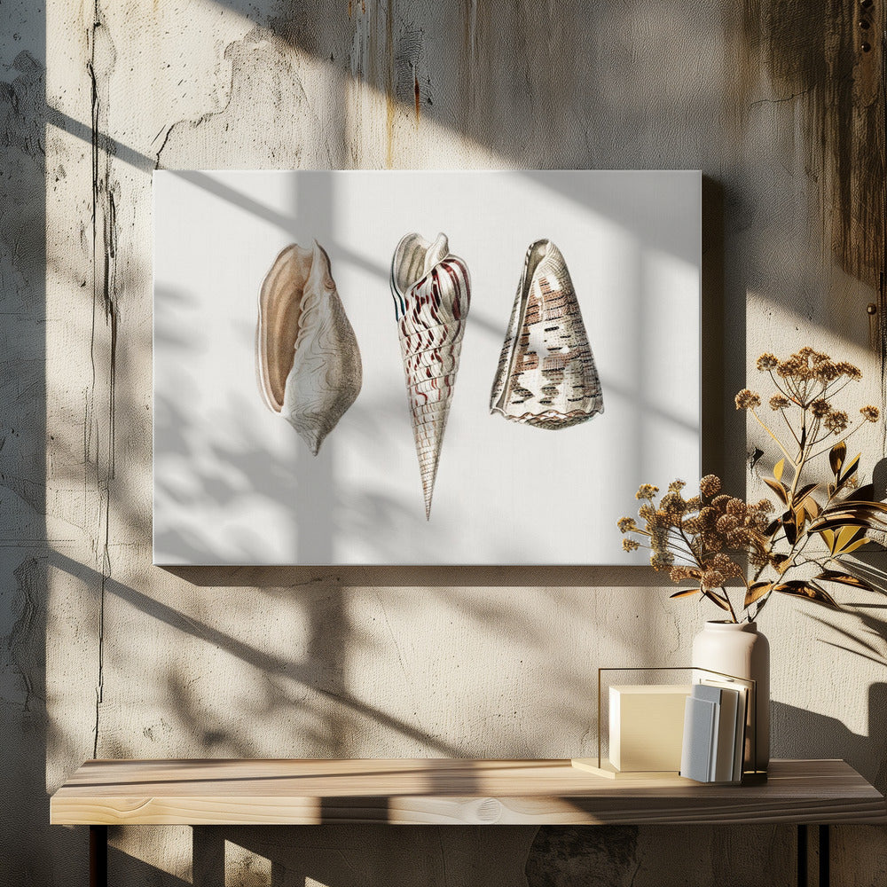 Three Mollusks Crop | Canvas