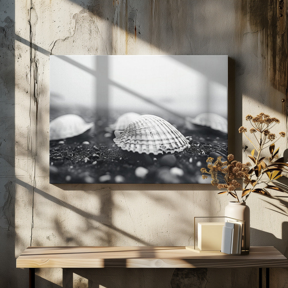 Seashell Serenity | Canvas