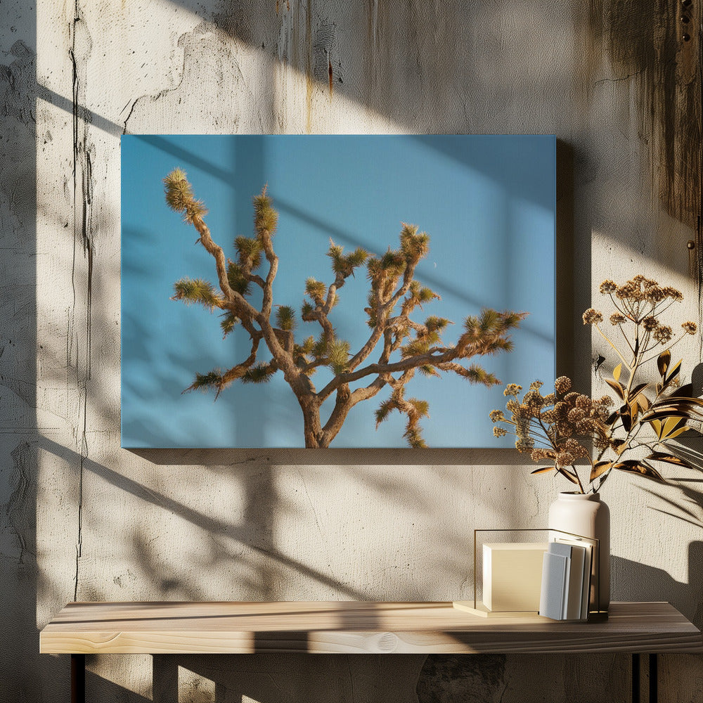 Joshua Tree Moon III | Canvas