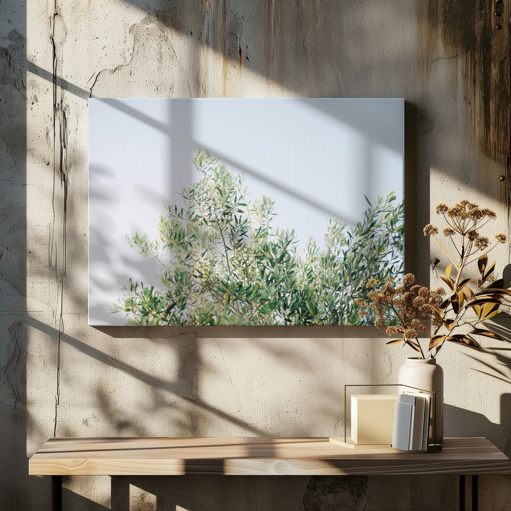 Olives In Ostuni | Italy Travel Photography | Canvas