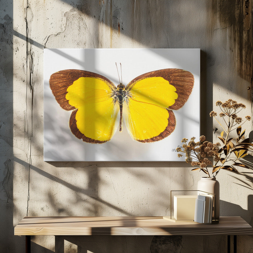 Butterfly - 2 | Canvas