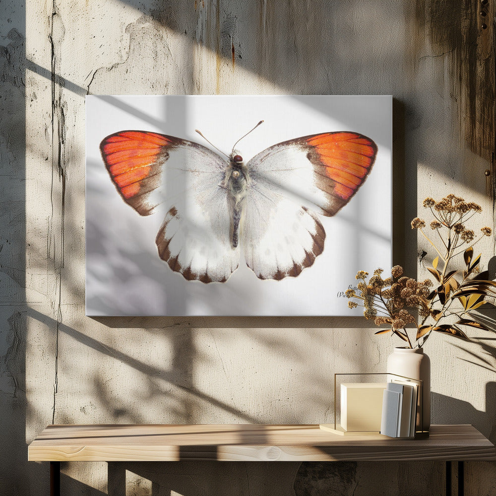 Butterfly - 3 | Canvas