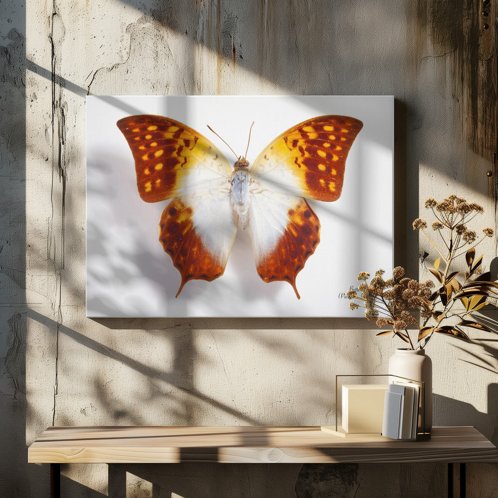 Butterfly - 4 | Canvas