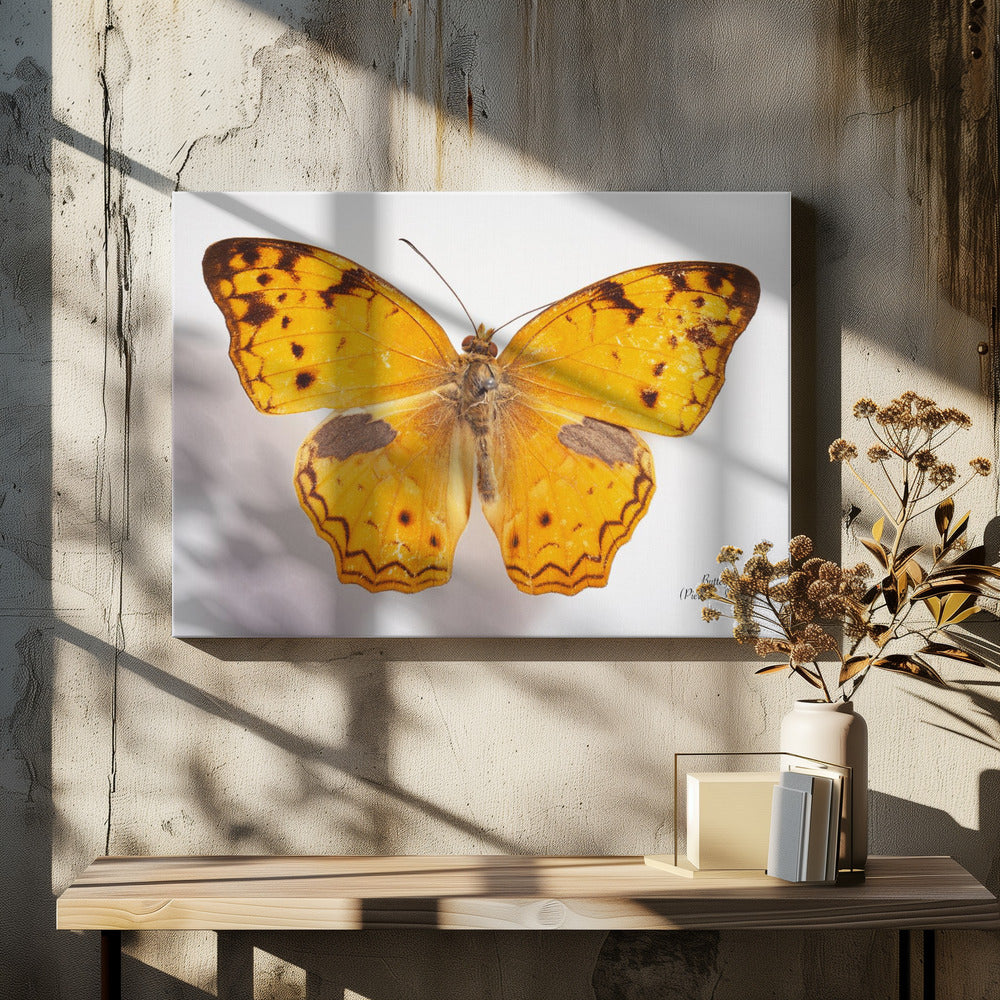 Butterfly - 10 | Canvas