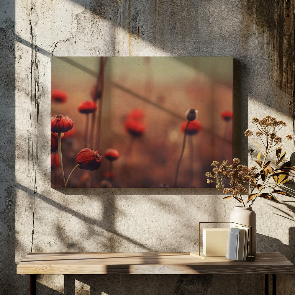 Poppy Dreams | Canvas