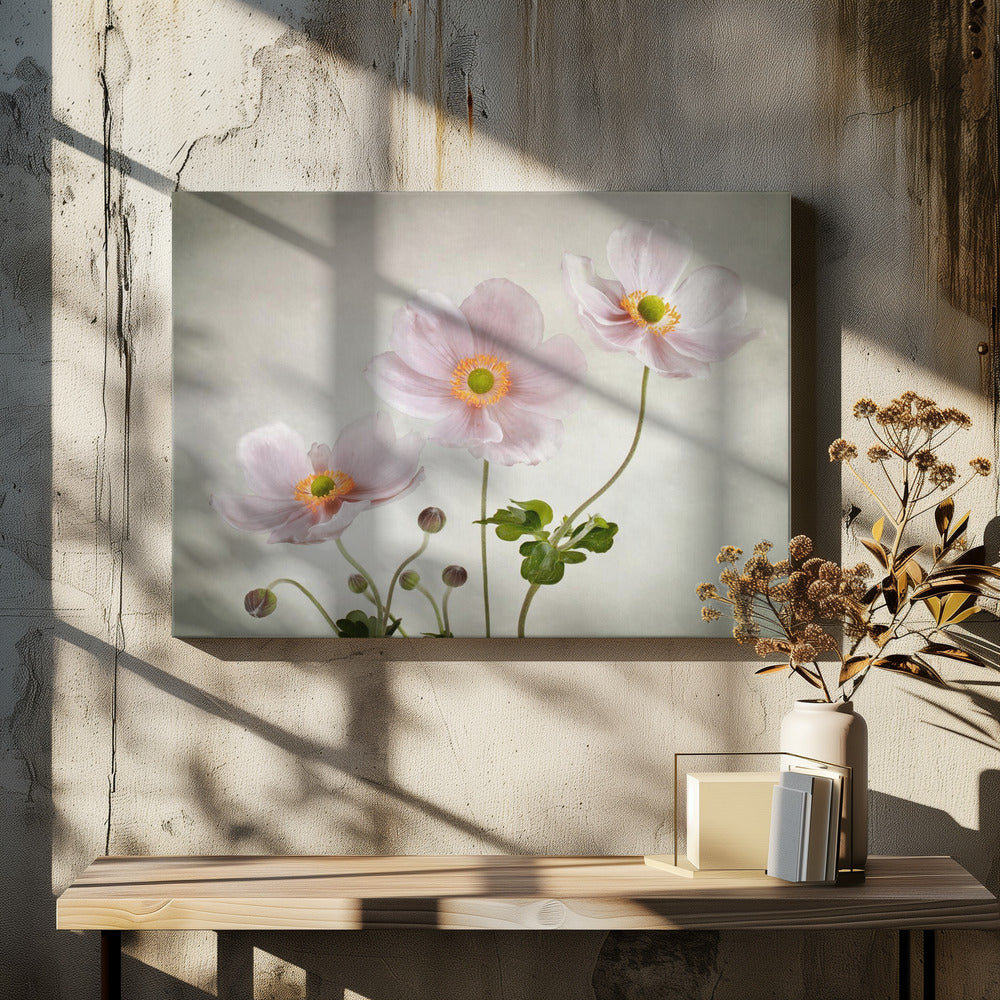 Anemones | Canvas
