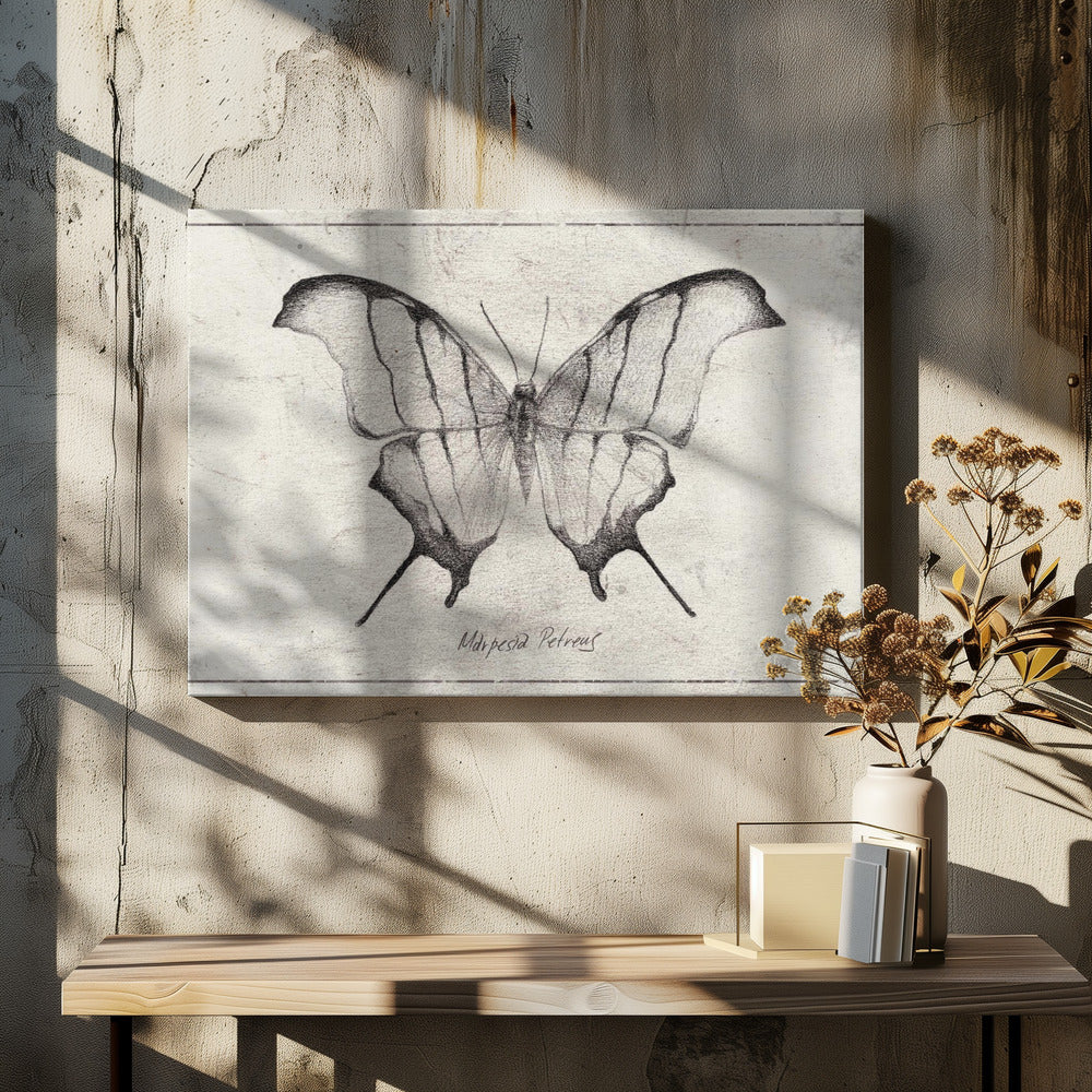 Marpesia Petreus | Canvas