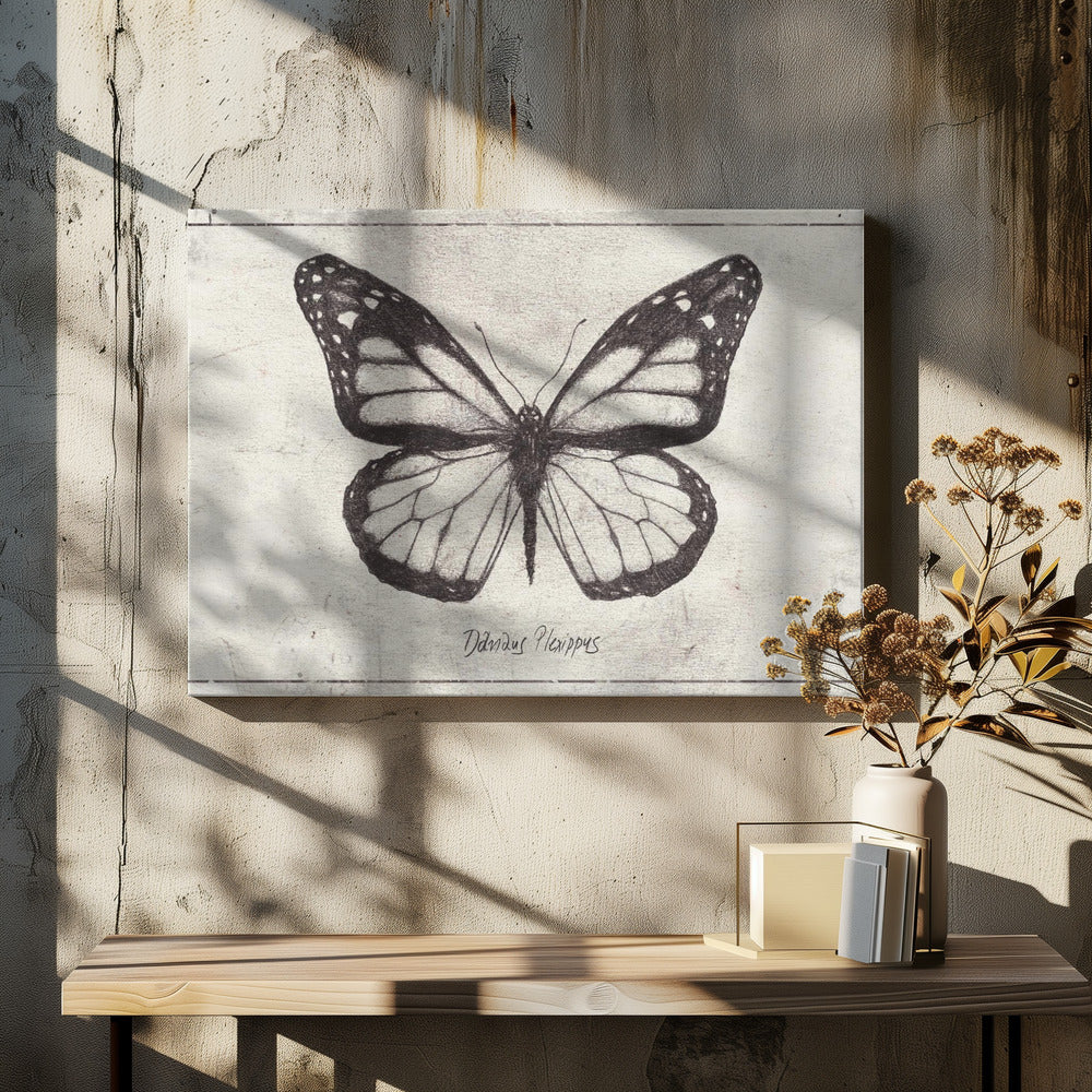 Sketch Of A Monarch Butterfly | Canvas