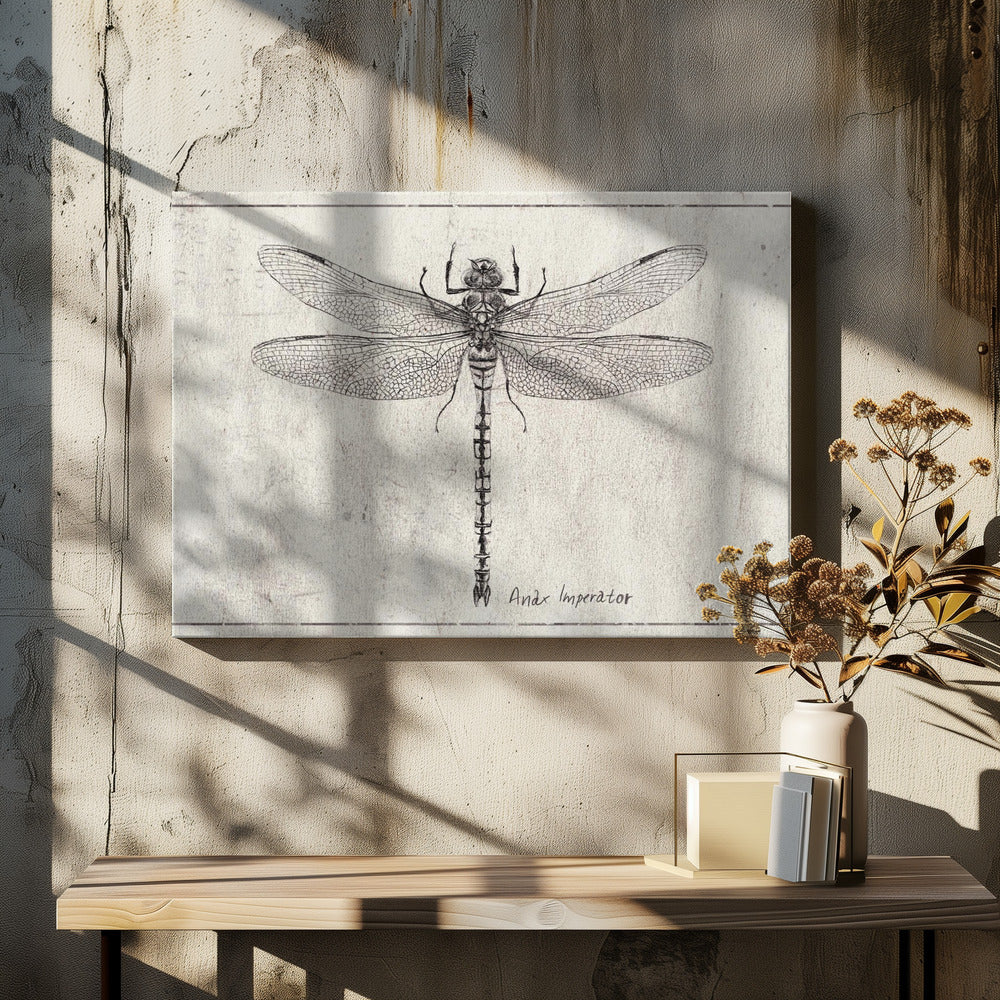 Majesty in Flight Anax Imperator | Canvas