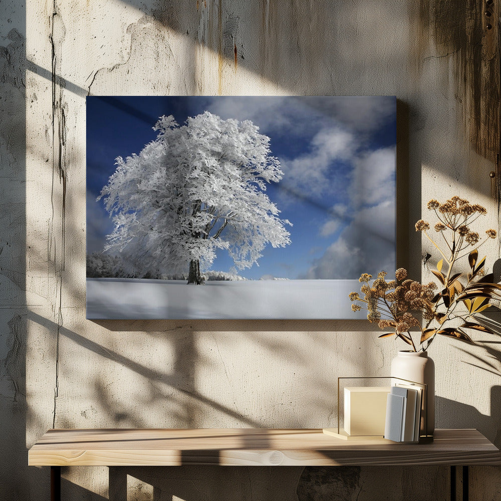 White Windbuche in Black Forest | Canvas