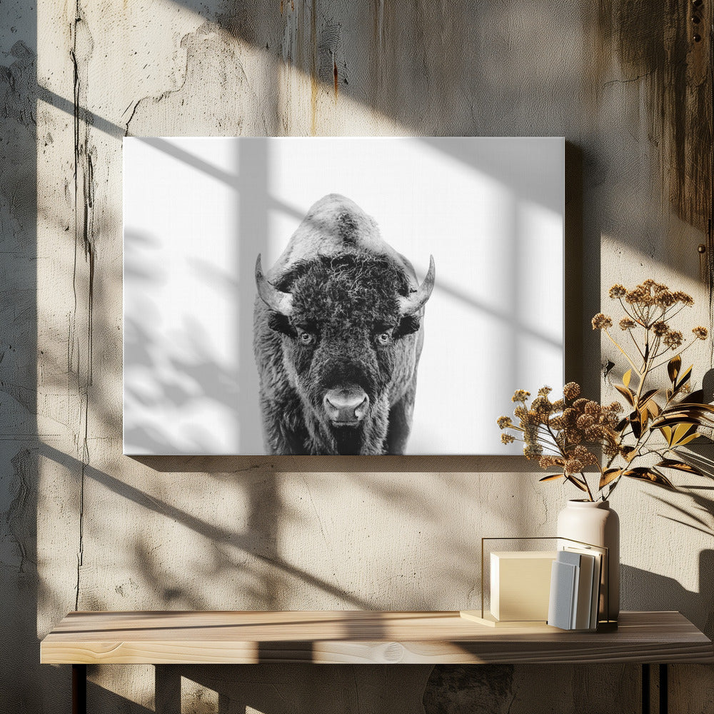 Bison Bw | Canvas
