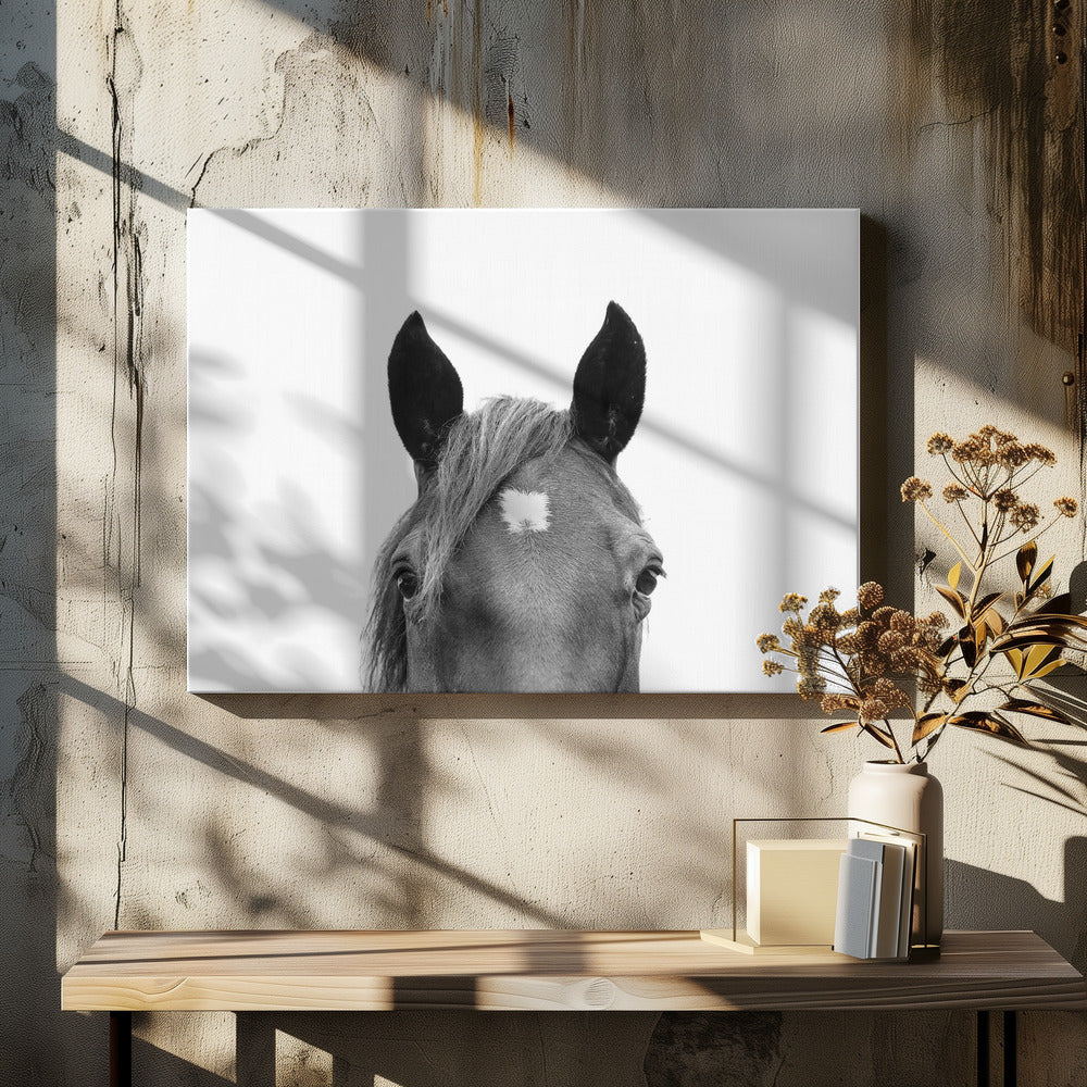 Peeking Horse | Canvas
