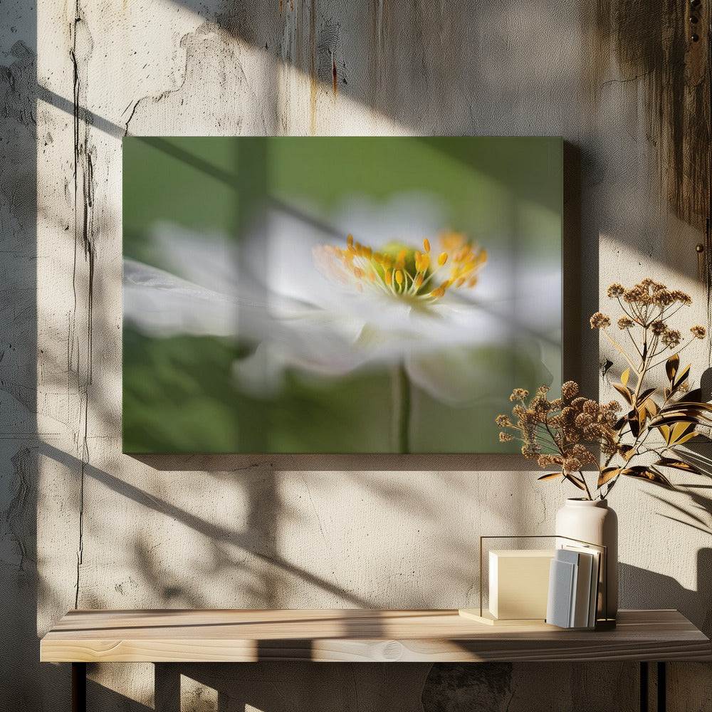 White Anemone | Canvas