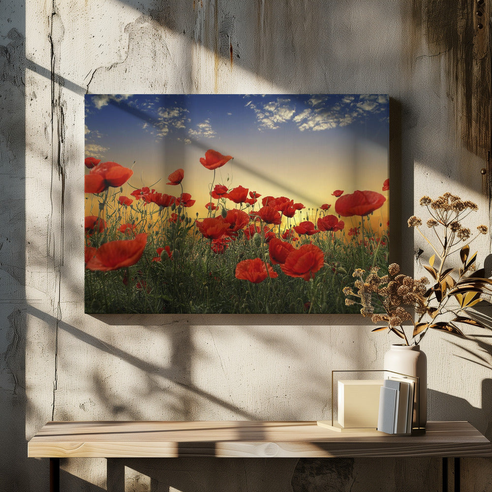 Poppies | Canvas