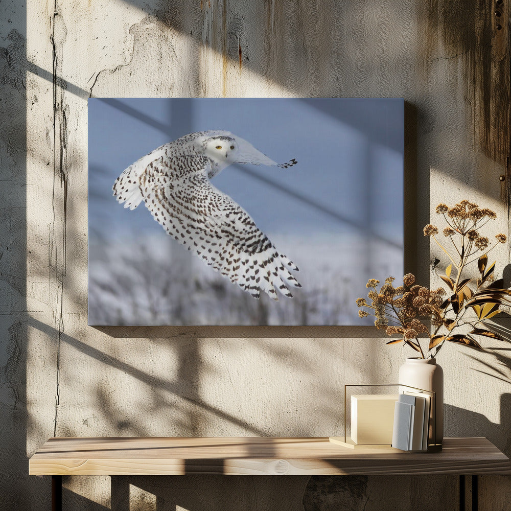 Snowy Owl | Canvas