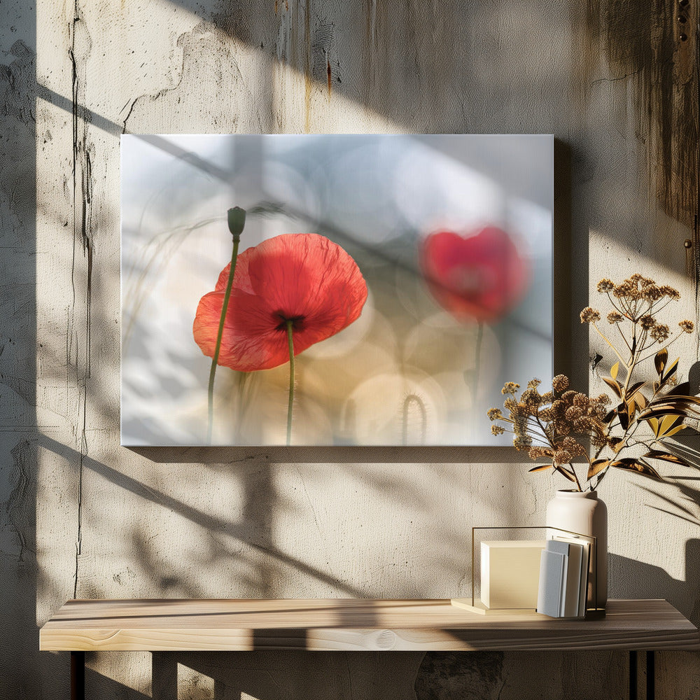 Morning Poppies | Canvas