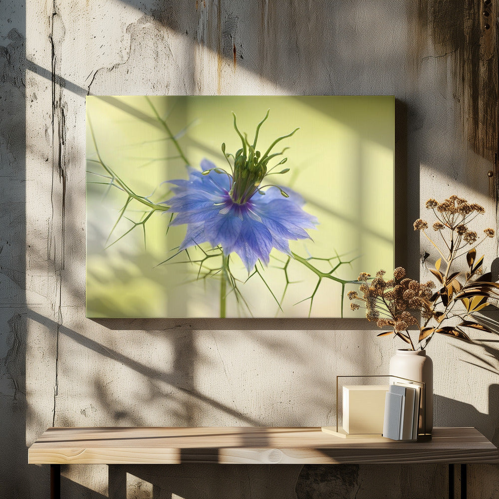 Nigella | Canvas